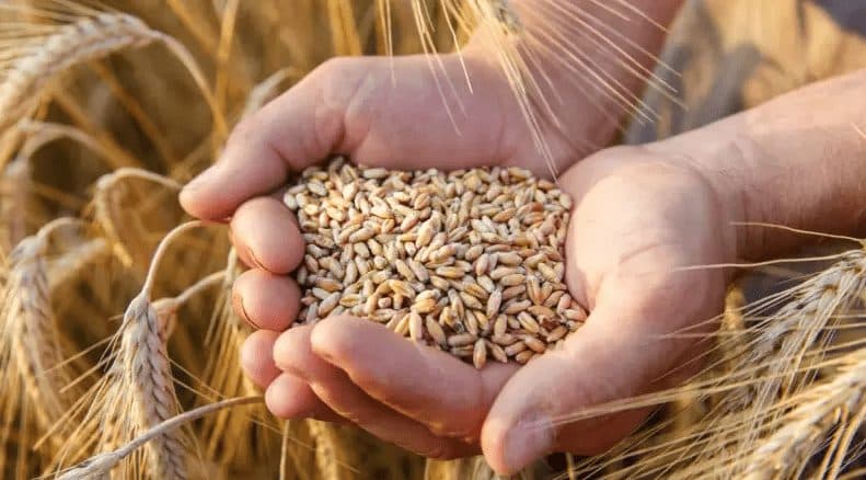 El caso Modo Agrario: desarrollaron una plataforma para acercar a los proveedores y compradores de materias primas agroindustriales, y fomentar la compra directa